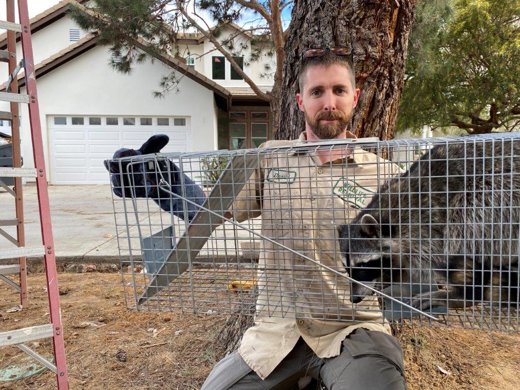 New York City raccoon trapping